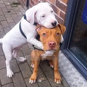1-3 months Male Purebred American Pit Bull Terrier