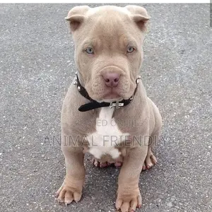 1-3 months Male Purebred American Pit Bull Terrier