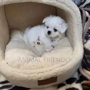 1-3 months Male Purebred Maltese