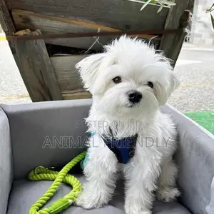 1-3 months Male Purebred Lhasa Apso
