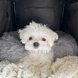 1-3 months Male Purebred Lhasa Apso