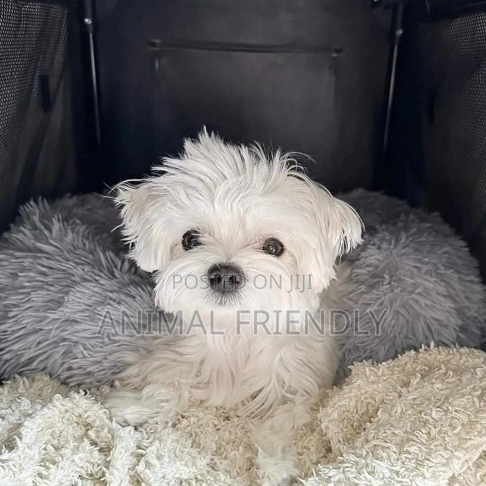 1-3 months Male Purebred Lhasa Apso