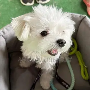 1-3 months Male Purebred Lhasa Apso