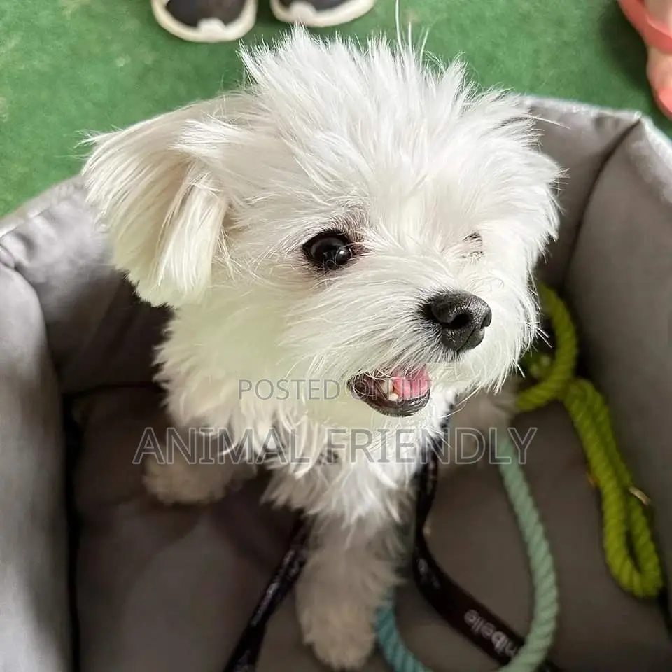 1-3 months Male Purebred Lhasa Apso