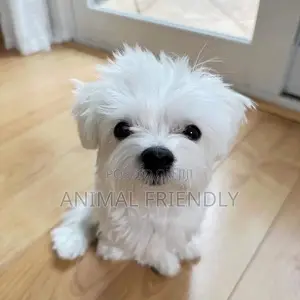 1-3 months Male Purebred Maltese