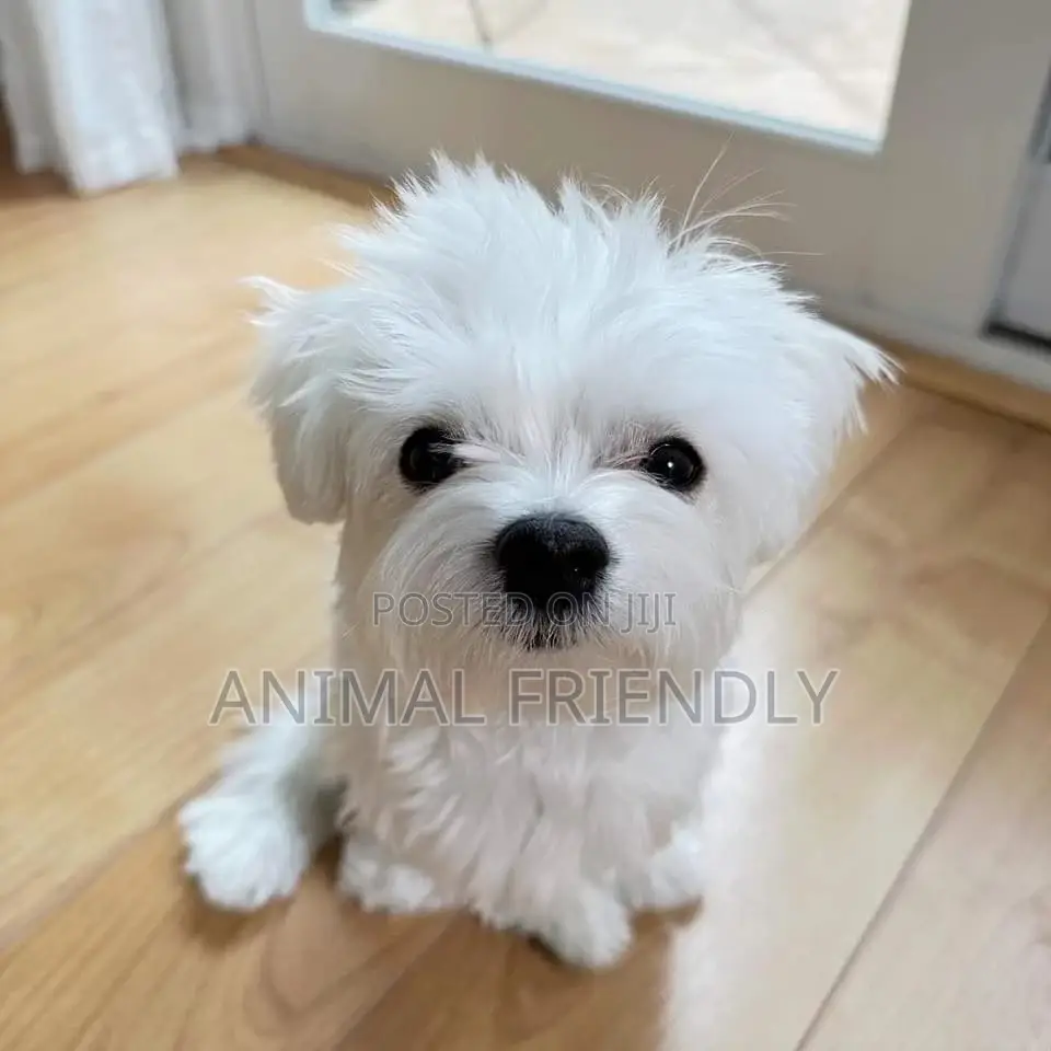 1-3 months Male Purebred Maltese