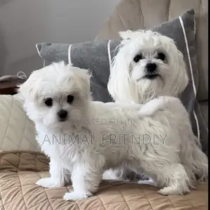 1-3 months Female Purebred Maltese