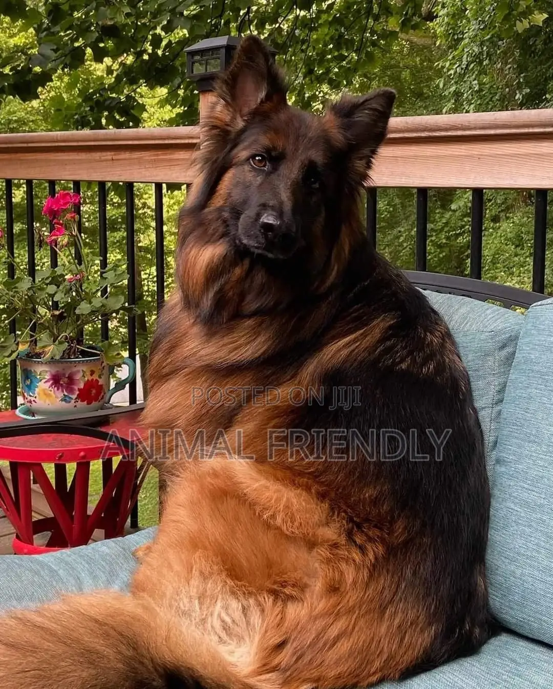 1-3 months Male Purebred German Shepherd