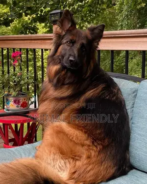1-3 months Male Purebred German Shepherd