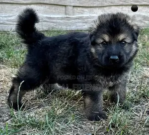1-3 months Male Purebred Caucasian Shepherd