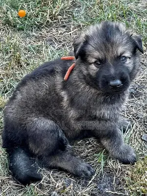1-3 months Male Purebred Caucasian Shepherd