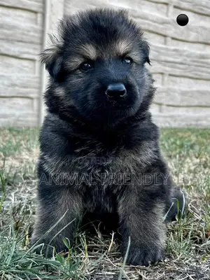 1-3 months Female Purebred Caucasian Shepherd