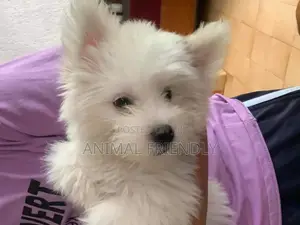 1-3 months Female Purebred Lhasa Apso