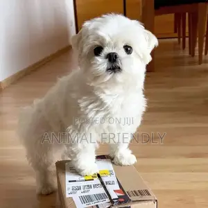 1-3 months Male Purebred Bichon Frise