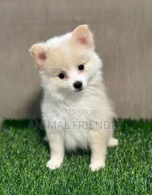 1-3 months Male Purebred Pomeranian