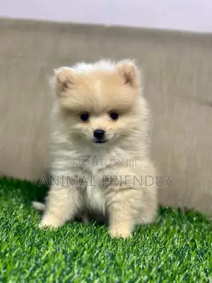 1-3 months Male Purebred Pomeranian