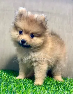 1-3 months Male Purebred Pomeranian