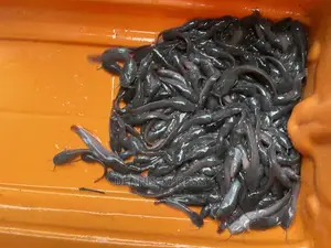 Catfish Fingerlings (5cm-6cm)