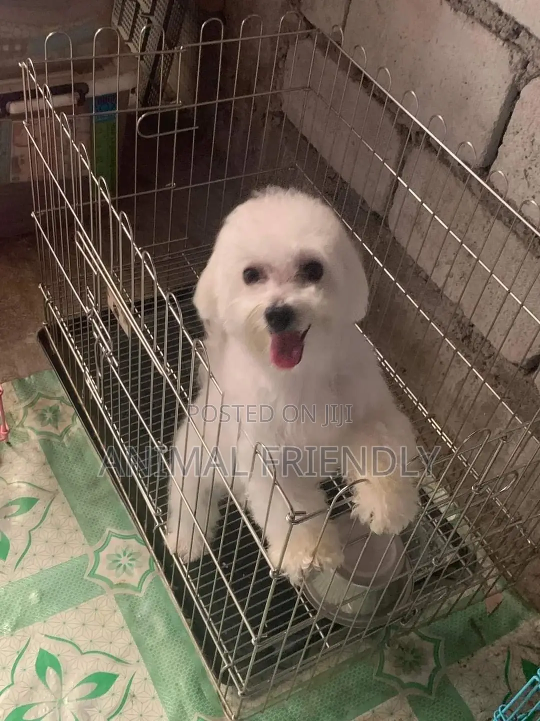 1-3 months Male Purebred Maltese