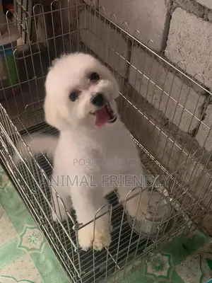 1-3 months Male Purebred Maltese