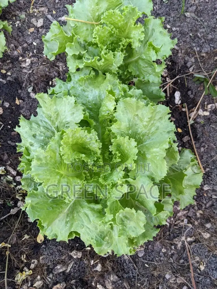 Lettuce Seeds