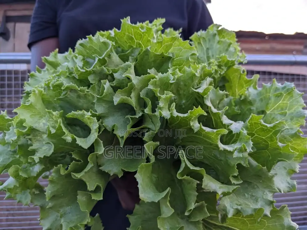 Lettuce Seeds