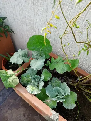 Cabbage Seeds