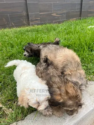 1-3 months Male Purebred Poodle