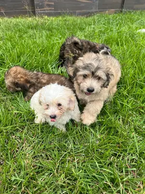 1-3 months Male Purebred Poodle