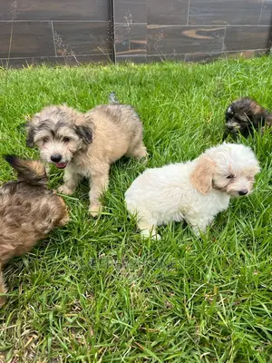 1-3 months Male Purebred Poodle