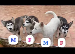 3-6 months Male Purebred Siberian Husky