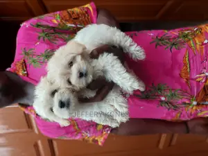 1-3 months Female Purebred Maltese