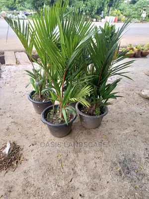 Oasis Landscapes and More