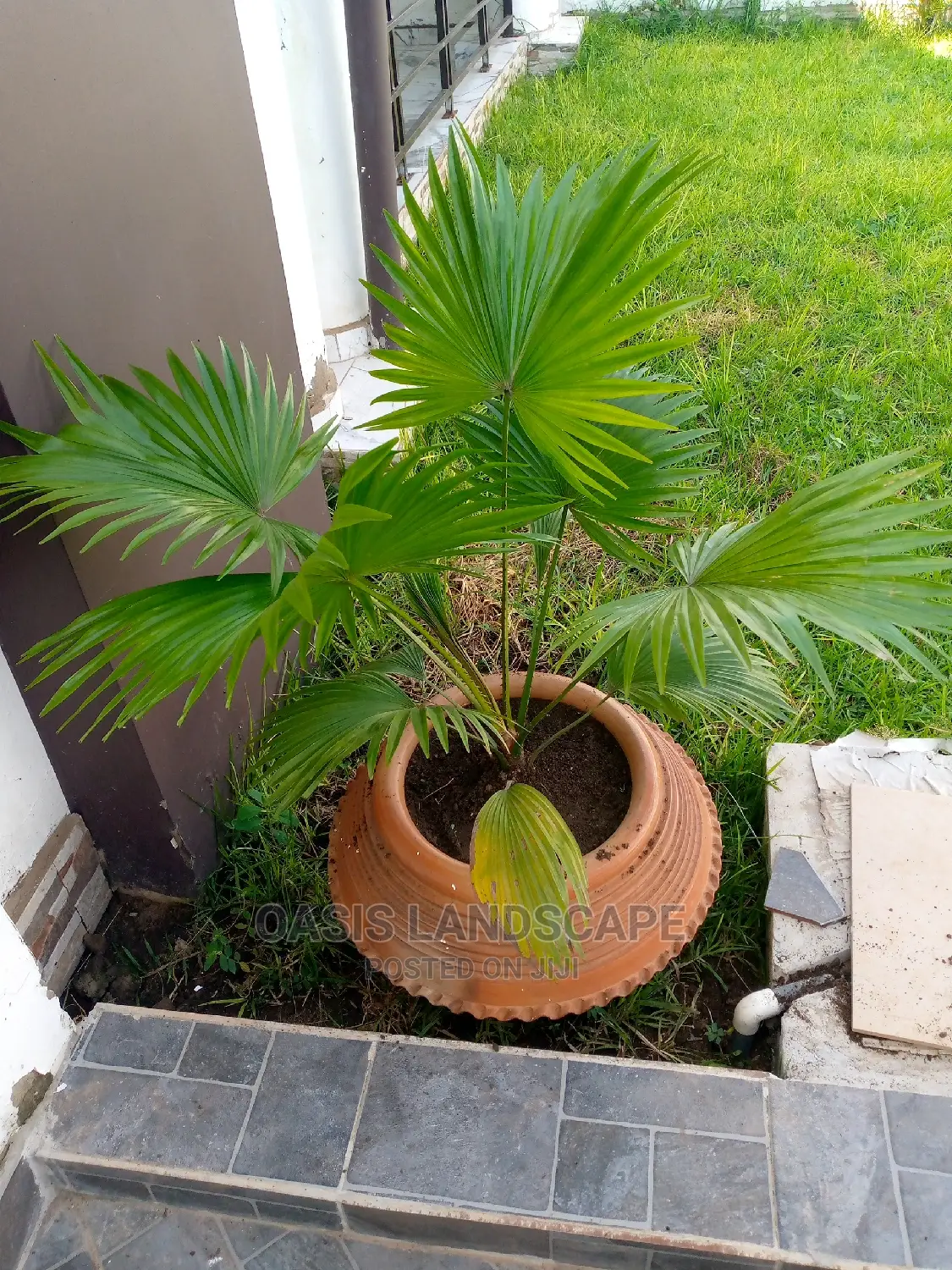 Oasis Landscapes and More