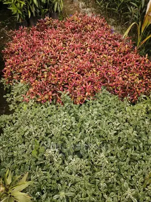 Oasis Landscapes and More
