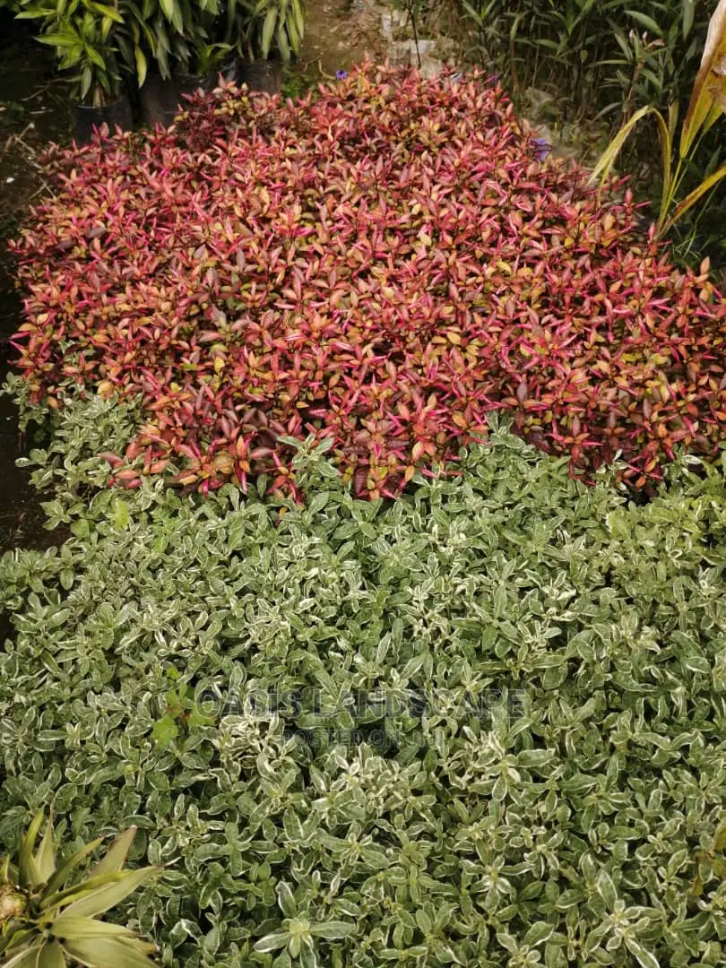Oasis Landscapes and More
