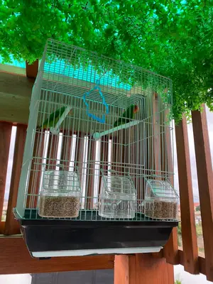 Large Parrot Cages for Parrot