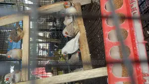 Bookings! XXXP Zebra Finches