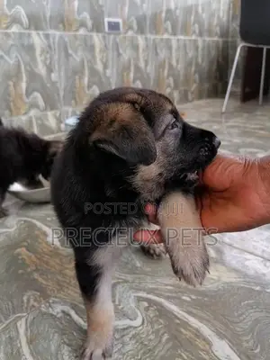 0-1 month Male Purebred German Shepherd