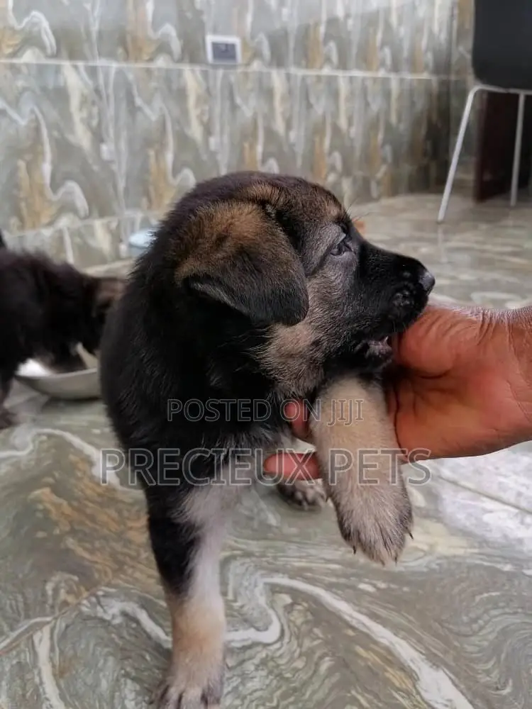 0-1 month Male Purebred German Shepherd
