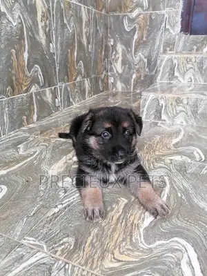 0-1 month Male Purebred German Shepherd