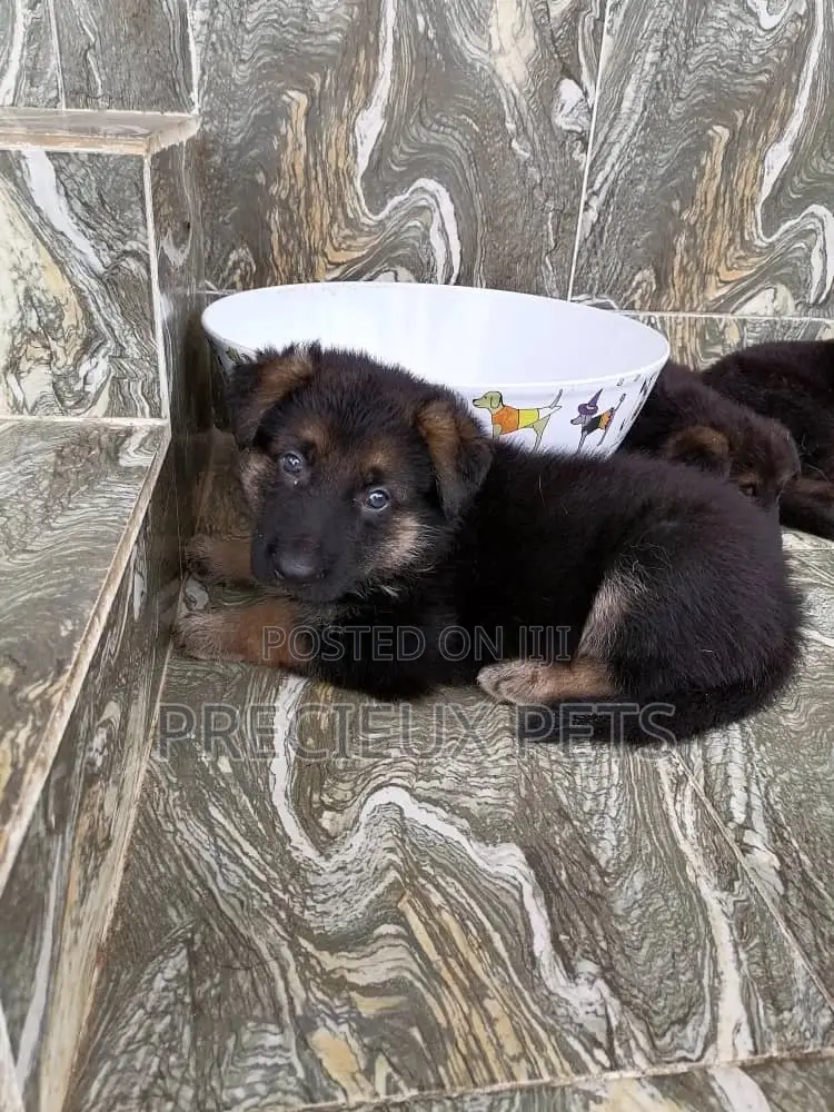 0-1 month Male Purebred German Shepherd