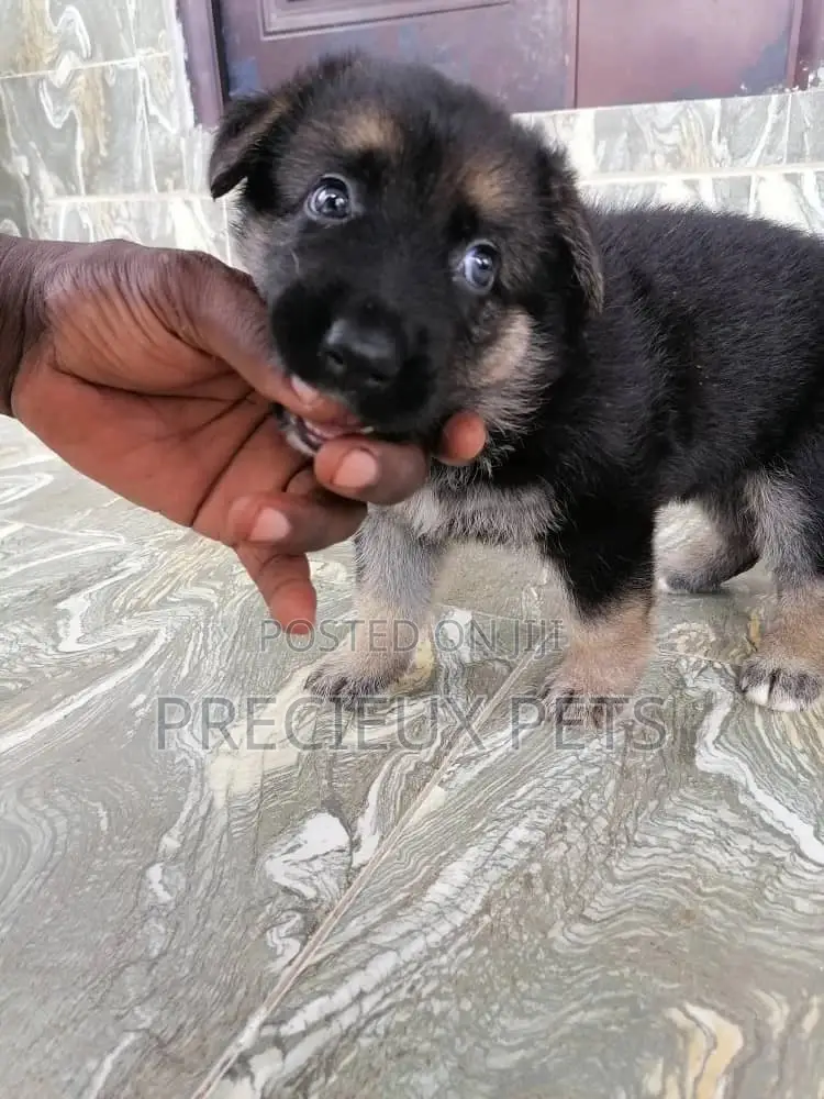 0-1 month Male Purebred German Shepherd