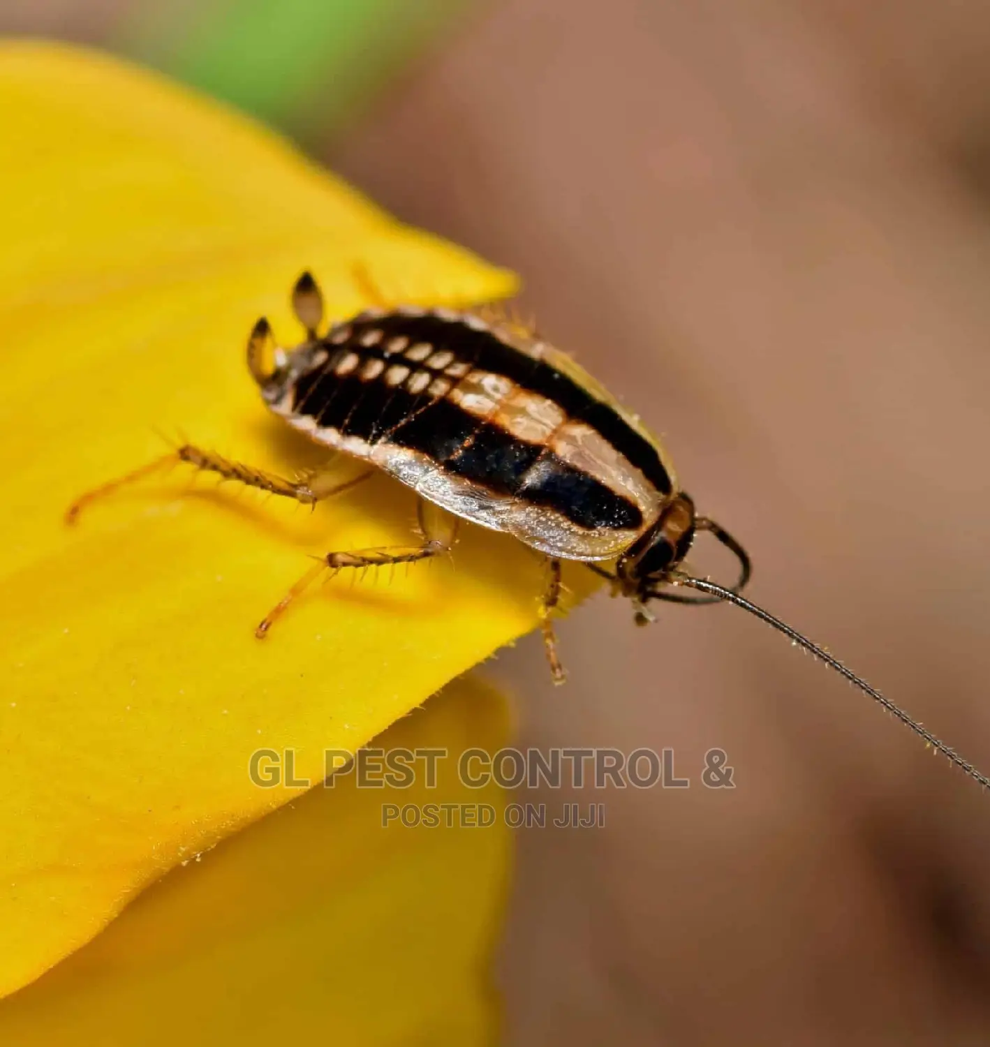 Cockroaches Fumigation Service