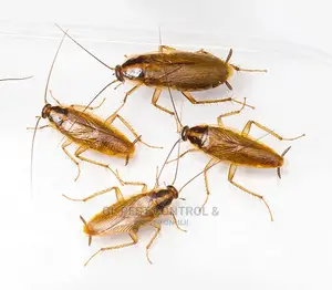 Cockroaches Fumigation Service