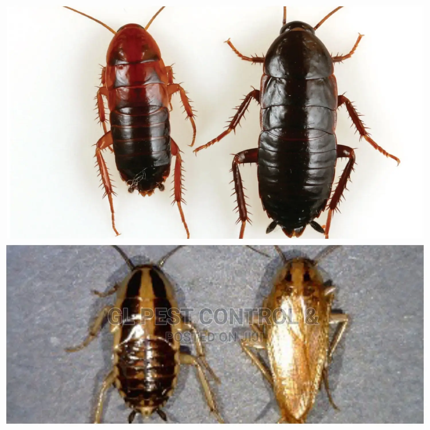 Cockroaches Fumigation Service