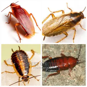 Cockroaches Fumigation Service