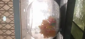 Fish Bowl Set Up With Everything
