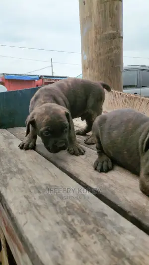 1-3 months Male Purebred Boerboel