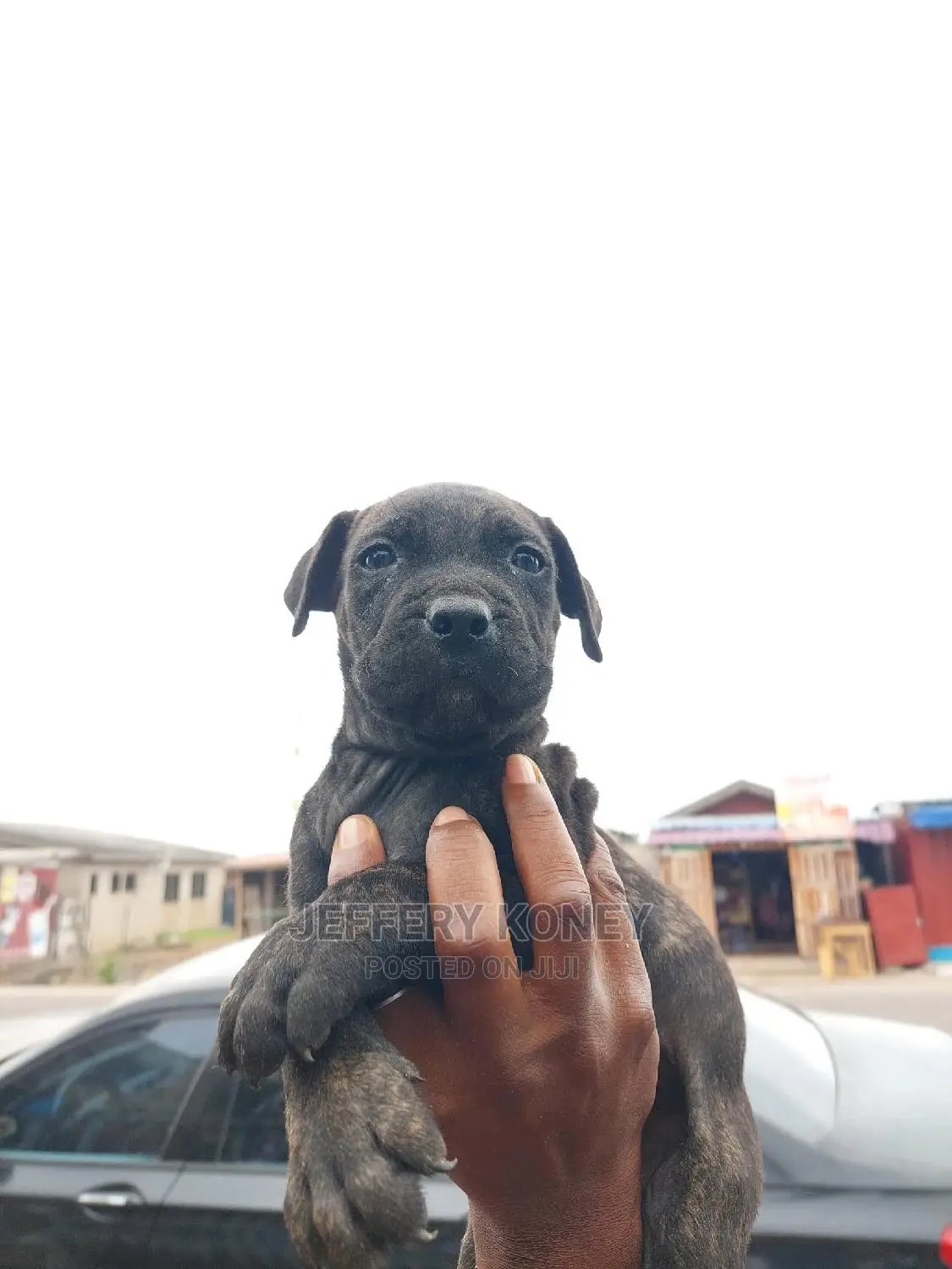 1-3 months Male Purebred Boerboel